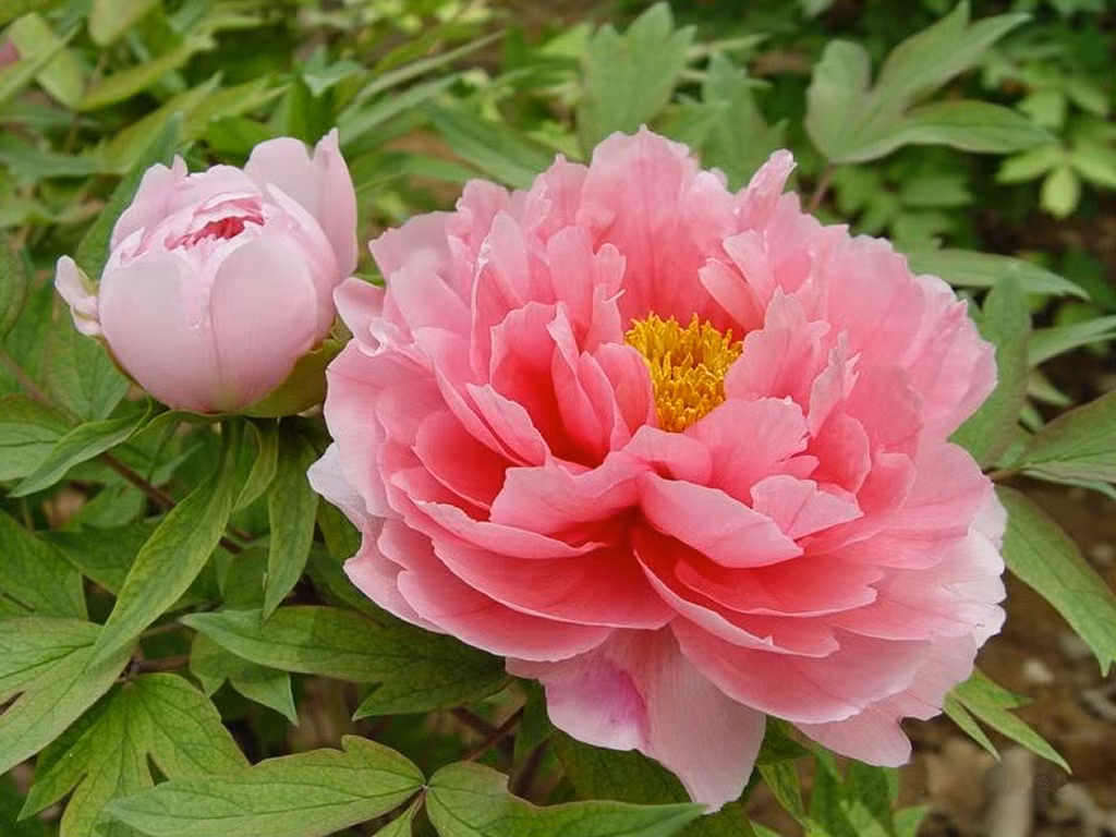 Tuổi Dậu: Vận thế chung: 4.8 điểm. Tình cảm: 4.5 điểm. Sự nghiệp: 4.8 điểm. Tài vận: 4.5 điểm. Sức khỏe: 4.9 điểm. Sự nghiệp: thuận lợi, công việc làm một thu hai. Tài vận: tình hình tài chính tốt, có thể thử bỏ tiền ra đầu tư. Tình cảm: thuận lợi, suôn sẻ, có nhiều tin vui. Sức khỏe: chú ý sức khỏe người già , trẻ nhỏ trong gia đình. Quý nhân tuần này: tuổi Sửu, tiểu nhân tuần này: tuổi Mùi. Lời khuyên: điều chỉnh lại mọi việc là việc làm cần thiết nhất. Ảnh: rastenievod.com