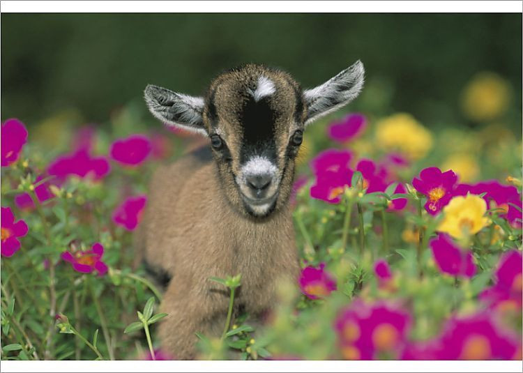  Tuổi Mùi: Bạn tiêu tiền có chủ định, tiêu đúng lúc, đúng chỗ và luôn biết điểm dừng. Trong công việc, nhờ tìm đúng điểm rơi phong độ nên bạn bắt nhịp khá nhanh và giữ tiết tấu, hiệu quả tốt. Dù độc thân nhưng bạn có khá nhiều mối tình cảm triển vọng khiến nhiều người phải ghen tỵ. 