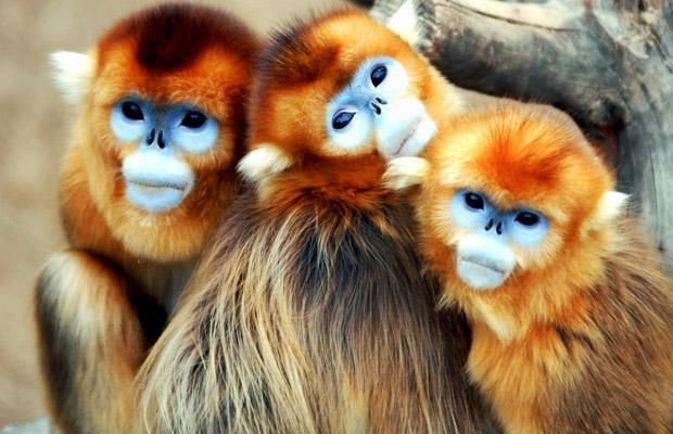  Tuổi Thân: Con giáp này sẽ có một ngày tiêu nhiều kiếm lại gấp bội. Các dự án trọng điểm cần suy tính thận trọng, tránh vội vàng. Tài chính vững mạnh khiến bạn trở nên tự tin trước người ấy, cải thiện sức khỏe và giảm tải lo âu. 