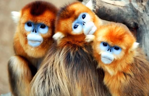  Tuổi Thân: Con giáp này sẽ có một ngày tiêu nhiều kiếm lại gấp bội. Các dự án trọng điểm cần suy tính thận trọng, tránh vội vàng. Tài chính vững mạnh khiến bạn trở nên tự tin trước người ấy, cải thiện sức khỏe và giảm tải lo âu. 