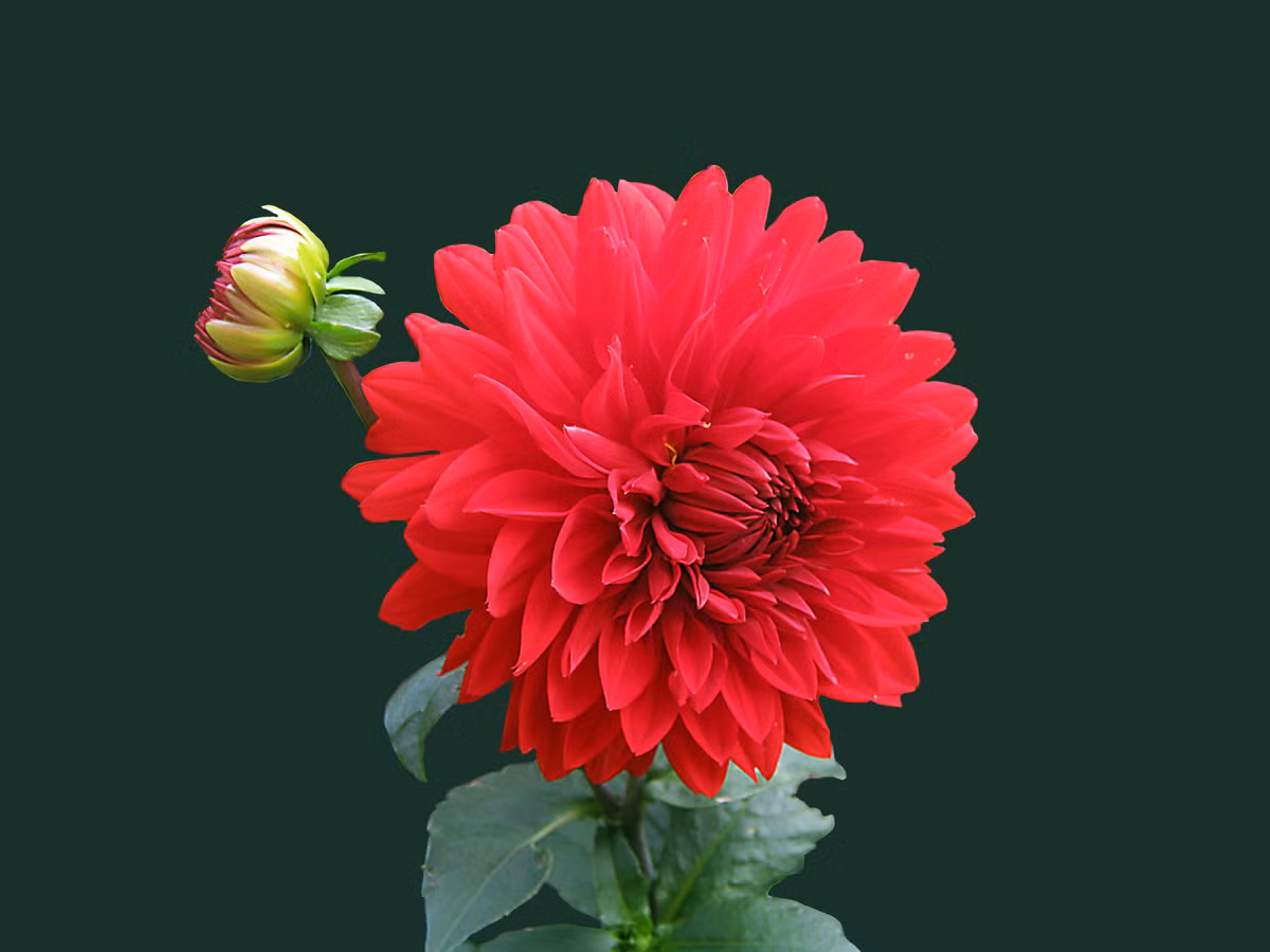 Tuổi Dần: Công việc: mọi việc không như ý muốn nhưng vì vẫn có quý nhân phù trợ nên mọi vấn đề cũng được giải quyết. Tài vận: tình hình tài chính của con giáp này không ổn định, không nên phung phí tiền bạc để tránh hao tài tốn của. Tình cảm: có cơ hội tìm kiếm một nửa của mình. Ảnh: pexels.com.