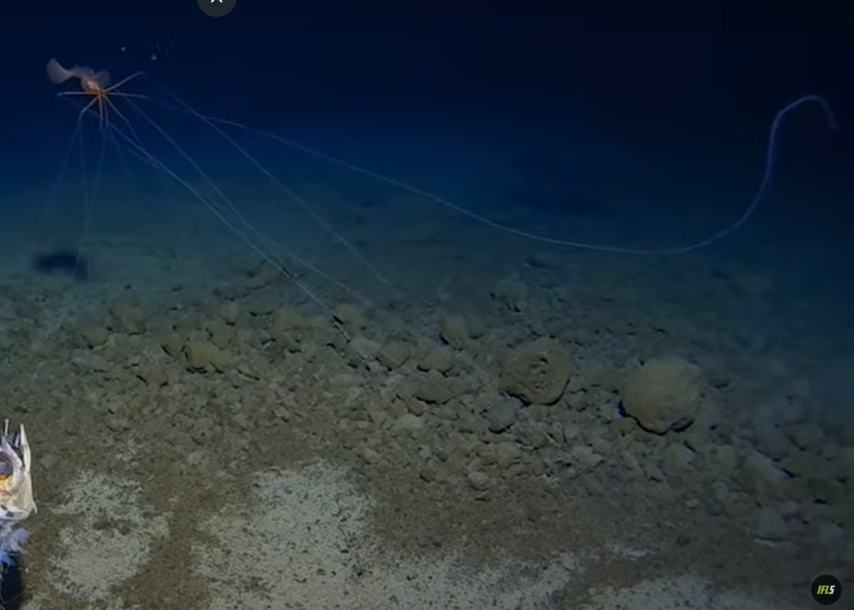 Con mực vây lớn (Magnapinna) trong video này có lẽ đang ăn hoặc cố gắng ăn một thứ gì đó. Đoạn video cũng cho thấy, con vật khác thường này di chuyển chậm rãi dọc theo đáy biển, trước khi đột nhiên dừng lại, và đập những chiếc vây lớn vào cơ thể. Ảnh: @Trung tâm nghiên cứu biển sâu Minderoo-UWA và Inkfish.