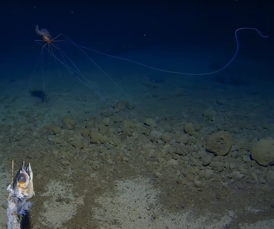 Đoạn video về loài mực vây lớn này được quay ở độ sâu 3.300 mét, bằng tàu đổ bộ dưới biển sâu được trang bị camera thám hiểm chuyên dụng, cùng một miếng cá làm mồi. Ảnh: @Trung tâm nghiên cứu biển sâu Minderoo-UWA và Inkfish.