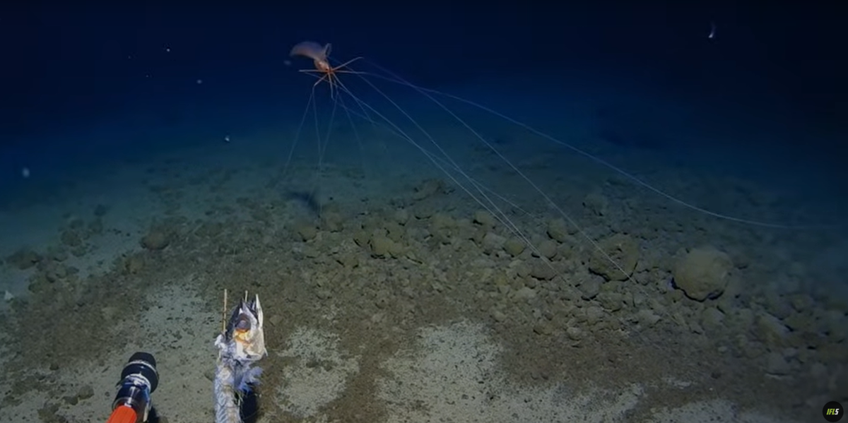 Đây là lần đầu tiên loài mực Magnapinna này được nhìn thấy ở rãnh Tonga, và nhóm nghiên cứu cho rằng, đây là một cuộc gặp gỡ đầy may mắn, bởi Magnapinna là một loài động vật thân mềm cực kỳ khó bắt gặp dưới đáy biển sâu. Ảnh: @Trung tâm nghiên cứu biển sâu Minderoo-UWA và Inkfish.