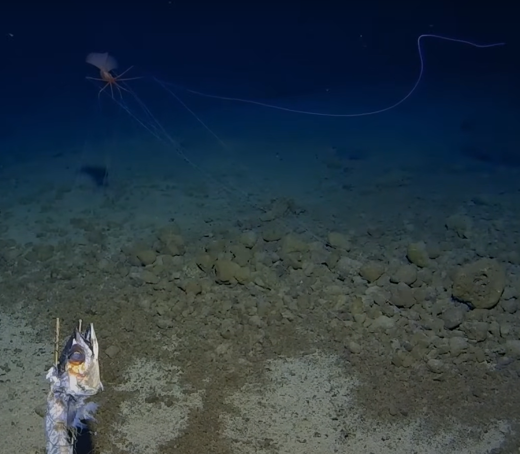 Video này được các nhà khoa học đến từ Trung tâm nghiên cứu biển sâu Minderoo-UWA và Inkfish quay lại, như một phần của Chuyến thám hiểm rãnh Tonga ở Thái Bình Dương để lập bản đồ, phân tích và khảo sát rãnh Tonga, rãnh đại dương sâu thứ hai trên thế giới sau rãnh Mariana. Ảnh: @Trung tâm nghiên cứu biển sâu Minderoo-UWA và Inkfish.