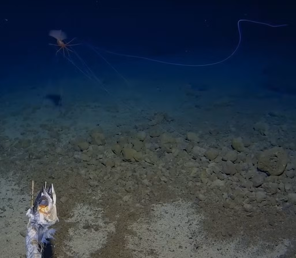 Video này được các nhà khoa học đến từ Trung tâm nghiên cứu biển sâu Minderoo-UWA và Inkfish quay lại, như một phần của Chuyến thám hiểm rãnh Tonga ở Thái Bình Dương để lập bản đồ, phân tích và khảo sát rãnh Tonga, rãnh đại dương sâu thứ hai trên thế giới sau rãnh Mariana. Ảnh: @Trung tâm nghiên cứu biển sâu Minderoo-UWA và Inkfish.