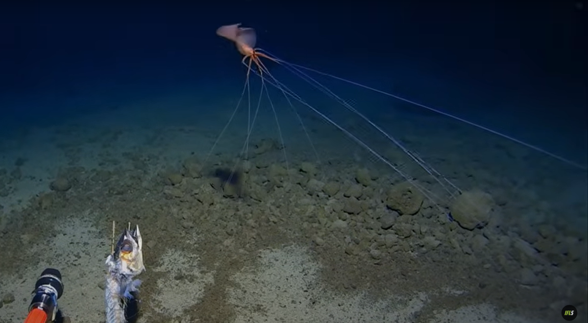 “Mực vây lớn (Magnapinna) không phải là loài mà bạn sẽ chủ động đi tìm nó, tất cả phụ thuộc vào việc chúng ta có may mắn tình cờ bắt gặp được chúng hay không", Alan Jamieson, một giáo sư và nhà khoa học nghiên cứu biển sâu tại Đại học Tây Úc, người đã thu thập đoạn video này cho biết trong một tuyên bố. Ảnh: @Trung tâm nghiên cứu biển sâu Minderoo-UWA và Inkfish.