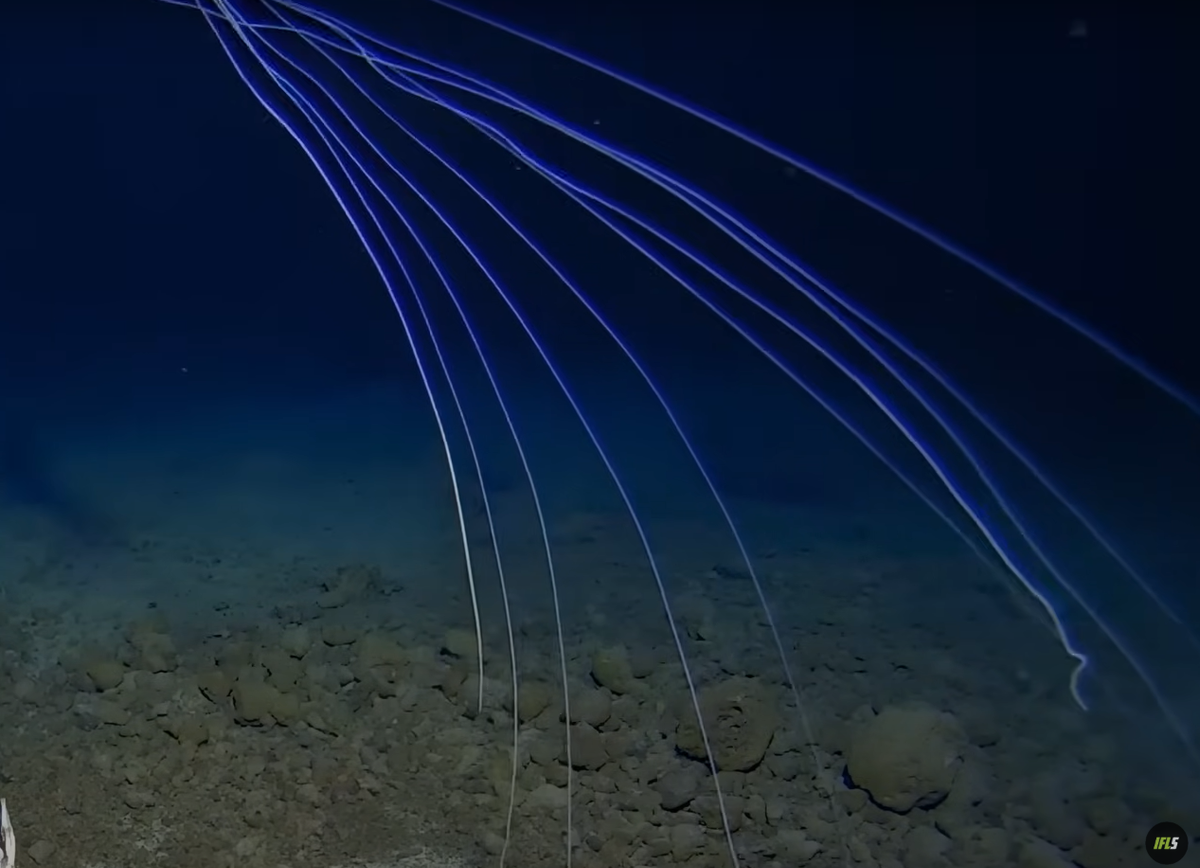 Alan Jamieson còn cho biết thêm, việc tại sao Mực vây lớn (Magnapinna) lại tiến hóa có những xúc tua dài và mảnh khảnh như “nhện bắn tơ” như vậy, tới nay vẫn còn là một bí ẩn. Ảnh: @Trung tâm nghiên cứu biển sâu Minderoo-UWA và Inkfish.