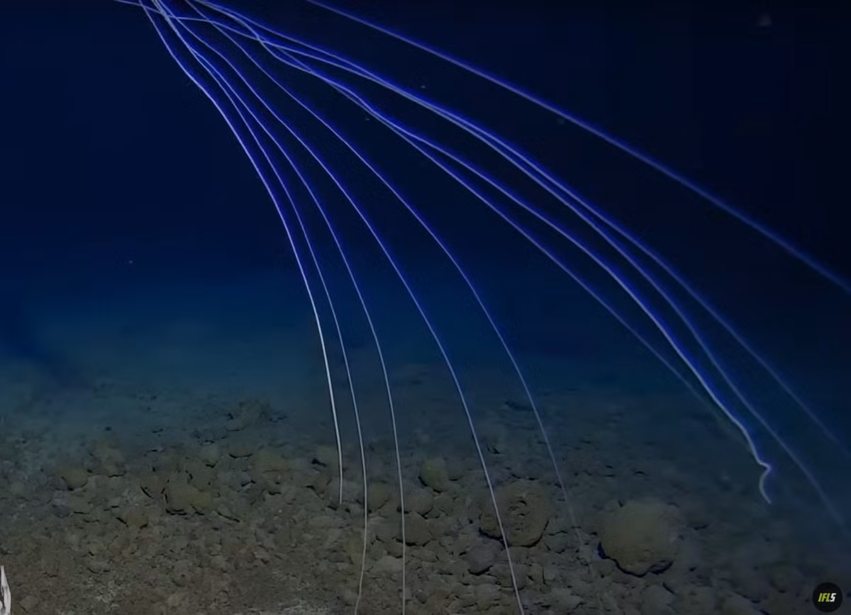 Alan Jamieson còn cho biết thêm, việc tại sao Mực vây lớn (Magnapinna) lại tiến hóa có những xúc tua dài và mảnh khảnh như “nhện bắn tơ” như vậy, tới nay vẫn còn là một bí ẩn. Ảnh: @Trung tâm nghiên cứu biển sâu Minderoo-UWA và Inkfish.