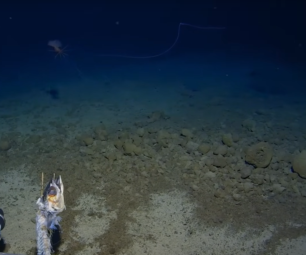 Và thước phim cực kỳ hiếm về loài mực vây lớn (Magnapinna), nổi tiếng với vẻ ngoài giống như sinh vật ngoài hành tinh, cùng những xúc tu dài đến khó tin, đã được ghi lại ở vùng nước sâu tối tăm của Thái Bình Dương. Ảnh: @Trung tâm nghiên cứu biển sâu Minderoo-UWA và Inkfish.