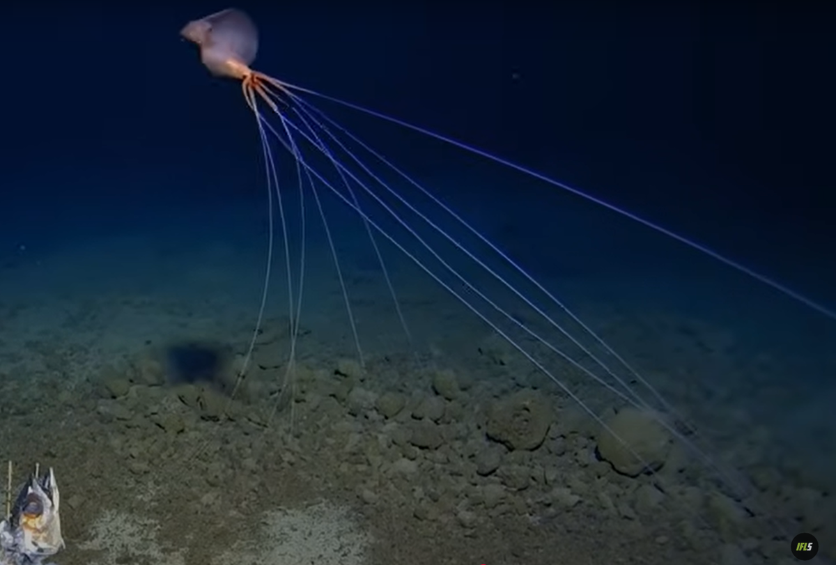 Được biết, Mực vây lớn (Magnapinna) loài mực sống sâu nhất mà giới khoa học biết đến, nó có thể sống ở độ sâu hơn 6.100 mét dưới đáy đại dương, theo Tổ chức Ocean Conservancy. Ảnh: @Trung tâm nghiên cứu biển sâu Minderoo-UWA và Inkfish.