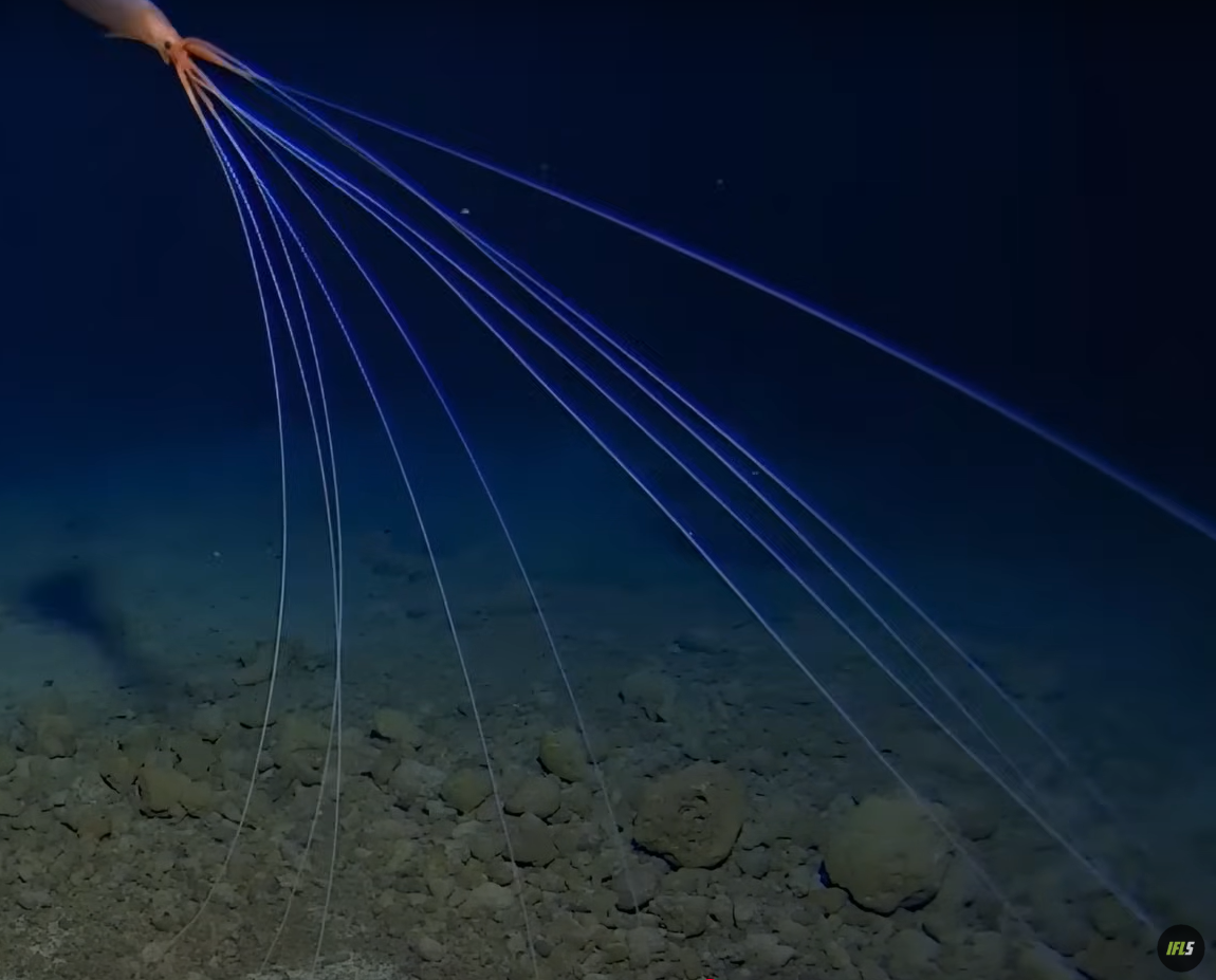 Cơ thể của loài mực này dài từ 20 đến 30 cm, nhưng Alan Jamieson cho biết, các xúc tua của nó dài gấp nhiều lần chiều dài cơ thể. Các xúc tua này có thể dài tới 8m và mọi thứ trông cực kỳ không cân xứng. Ảnh: @Trung tâm nghiên cứu biển sâu Minderoo-UWA và Inkfish. 