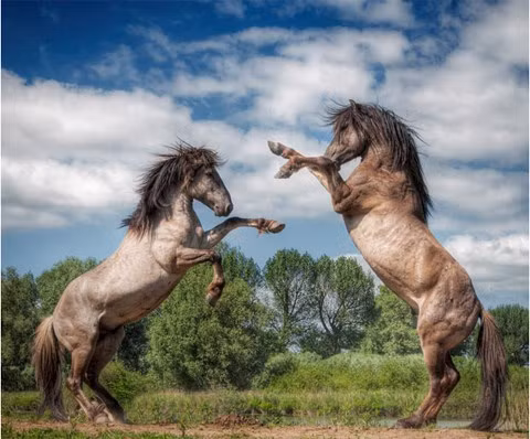 Sự nghiệp: Sự nghiệp không mấy thuận lợi, công việc bị tiểu nhân hãm hại, gây rối. Lời khuyên đối với bạn là chú ý giải quyết tốt mối quan hệ với người xung quanh, tránh những rắc rối không cần thiết.