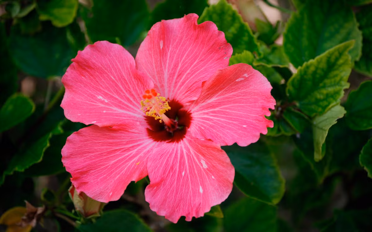 Tuổi Ngọ: Công việc: có quý nhân giúp đỡ trong công việc, mọi việc thuận lợi. Tài vận: không nên quá vội vàng trong việc đầu tư. Tình cảm: nên dành những lời nói ngọt ngào cho người mình yêu. Ảnh: wallpapers13.com.