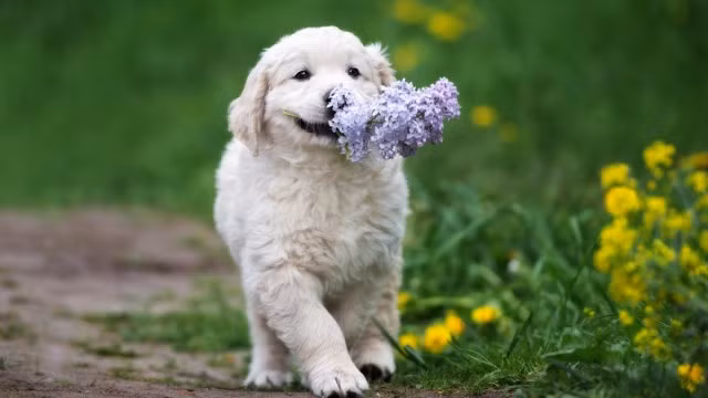 Tuổi Tuất có khả năng thích ứng mạnh mẽ nên giành được cơ hội lớn. Nhờ vậy tài lộc khởi sắc, con giáp sẽ kiếm được một khoản tiền kếch xù.