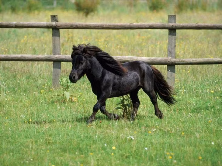 Có thể nói từ rằm tháng 6, Thần Tài ngồi trong nhà tuổi Ngọ, muốn nghèo cũng không nổi, tiền bạc không cách này cũng cách khác tìm đến với con giáp.