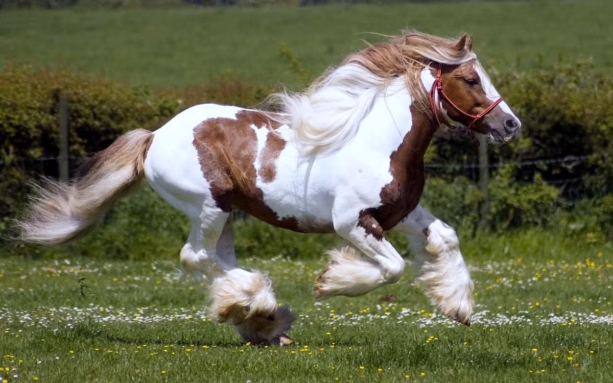  Tuổi Ngọ: Theo ngũ hành, tuổi Ngọ tương ứng với Hỏa, tài lộc sẽ tụ lại như đống lửa. Nếu tập trung cho con đường tài lộc trong năm nay, chắc chắn sẽ ngày càng phát triển.