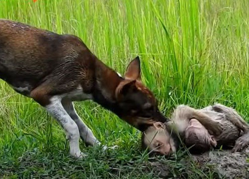 Tháng 6 vừa qua, mạng xã hội chia sẻ một video thú vị về tình mẫu tử của loài khỉ. Video cho thấy khỉ mẹ có cách bảo vệ con rất khôn khéo trước chú chó nghịch ngợm. Để khỉ con ôm chặt dưới bụng, khỉ mẹ vừa chạy vừa xua đuổi sự đeo bám dai dẳng của chú chó. Ảnh: BBC Monkey.