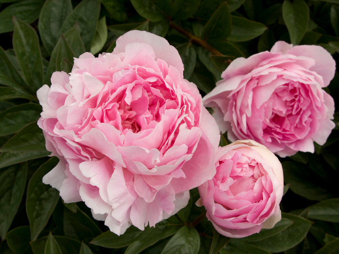 Tuổi Thìn: Công việc: tinh thần không ổn định ảnh hưởng xấu đến công việc, nên chú tâm làm việc để tránh mắc sai sót. Tài vận: ngày thuận lợi cho việc đầu tư, buôn bán. Tình cảm: rất nhiều cơ hội tốt trong tình cảm đang ở trước mắt. Ảnh: image.baidu.com.