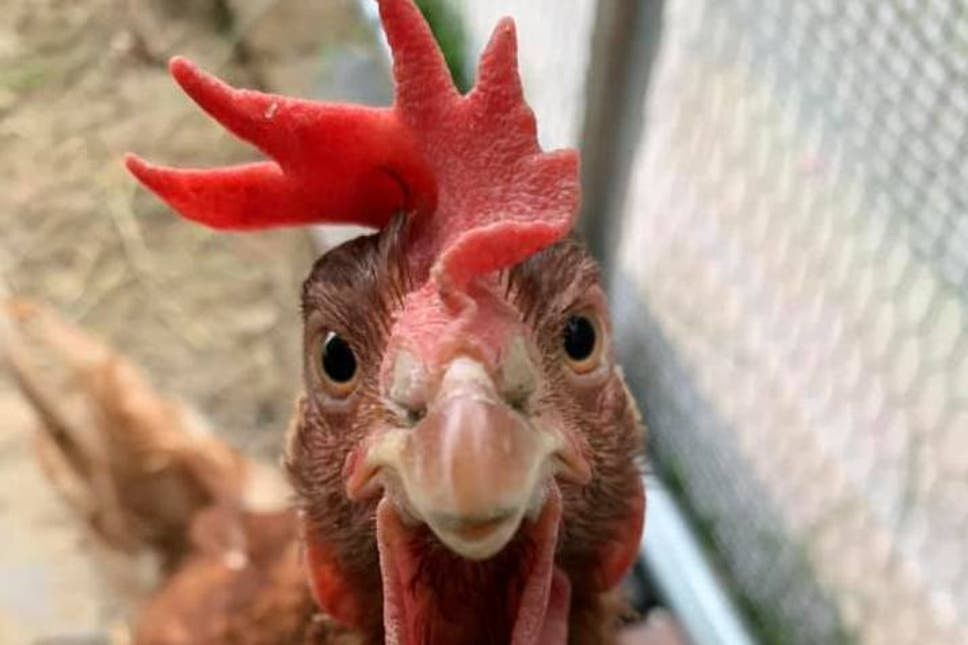 Tuổi Dậu cần giảm bớt những đòi hỏi vô lý, hãy tập trung làm việc thay vì đi buôn chuyện, so sánh thiệt hơn, kẻo dễ dính vào rắc rối. Việc kinh doanh bên ngoài vẫn hanh thông, mang lại thu nhập cao cho con giáp. Tuy nhiên, tuổi Dậu cần cẩn thận có thể bị chấn thương do té ngã.