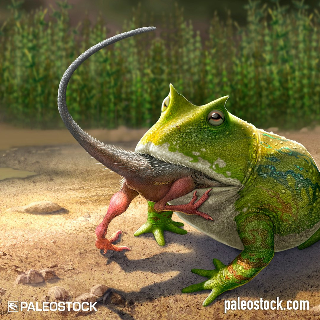 Con quái thú lưỡng cư đang nói đến này đó chính là Beelzebufo, một con ếch quỷ khổng lồ ăn loài khủng long con Masiakasaurus từng sinh sống ở nơi mà chúng ta hiện biết đến là Cộng Hòa Madagascar. Ảnh: @Paleostock.