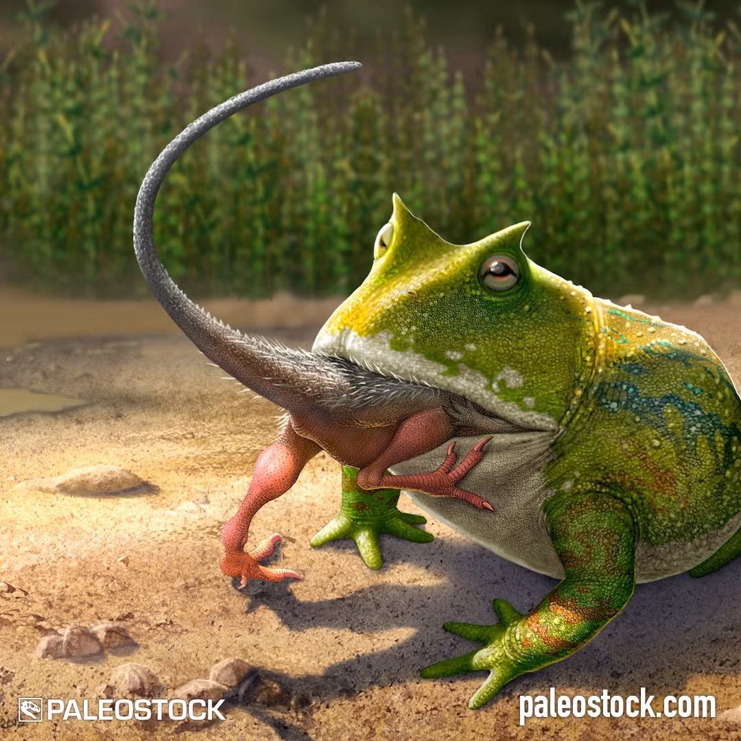 Con quái thú lưỡng cư đang nói đến này đó chính là Beelzebufo, một con ếch quỷ khổng lồ ăn loài khủng long con Masiakasaurus từng sinh sống ở nơi mà chúng ta hiện biết đến là Cộng Hòa Madagascar. Ảnh: @Paleostock.