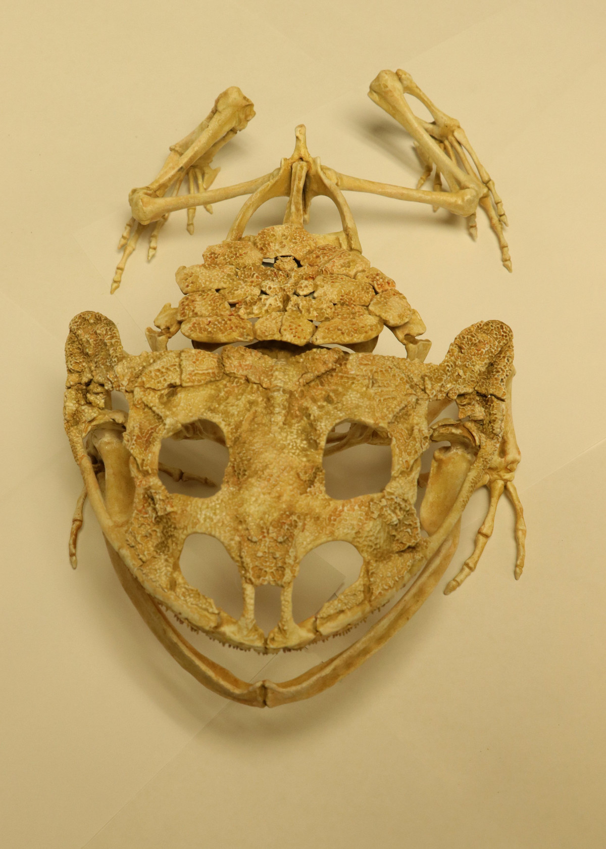 Một cuộc khai quật khảo cổ đã tìm thấy hóa thạch của loài ếch này, tên đầy đủ chính xác của nó là Beelzebufo ampinga. Ảnh: @Triebold Paleontology.