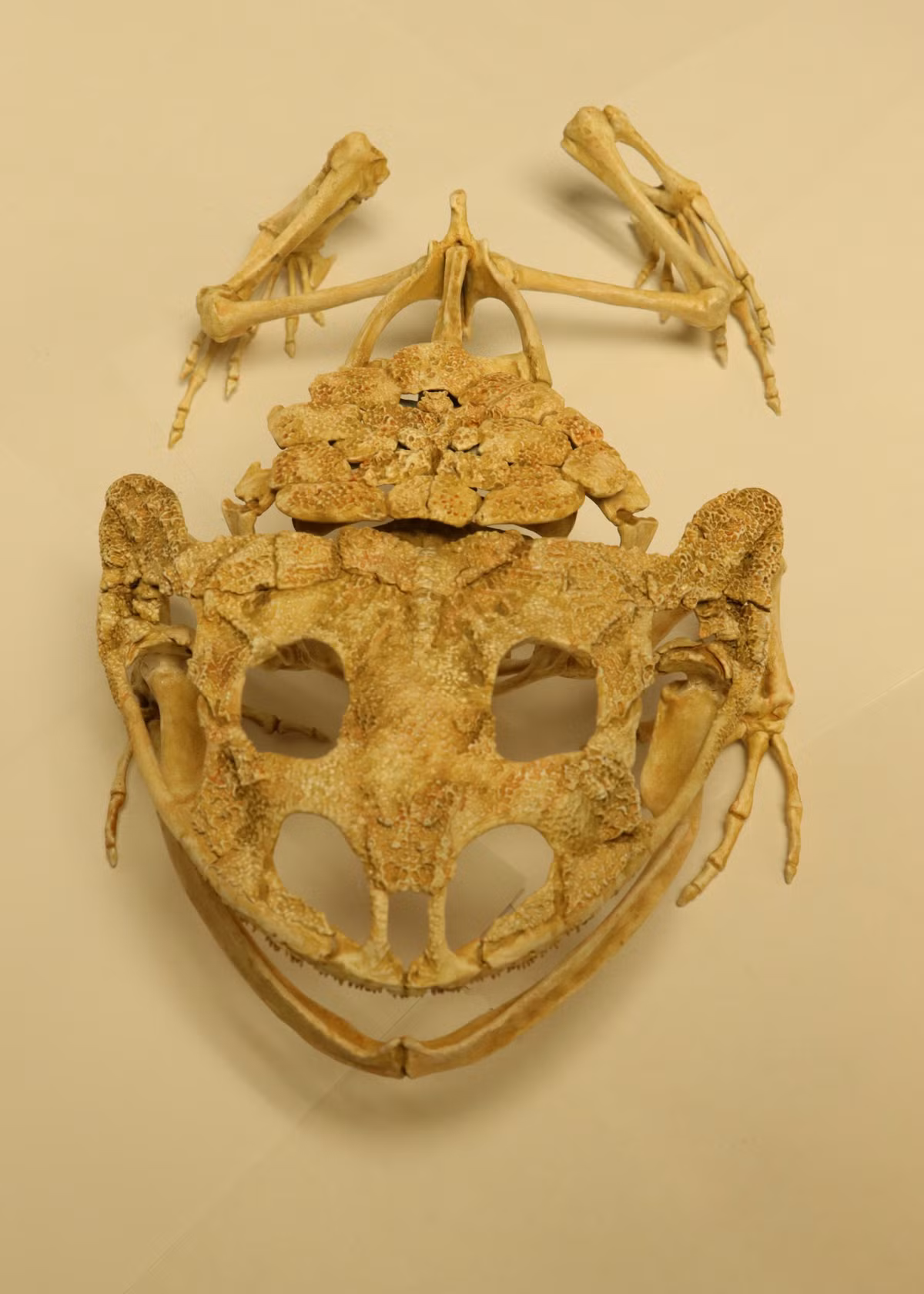 Một cuộc khai quật khảo cổ đã tìm thấy hóa thạch của loài ếch này, tên đầy đủ chính xác của nó là Beelzebufo ampinga. Ảnh: @Triebold Paleontology.