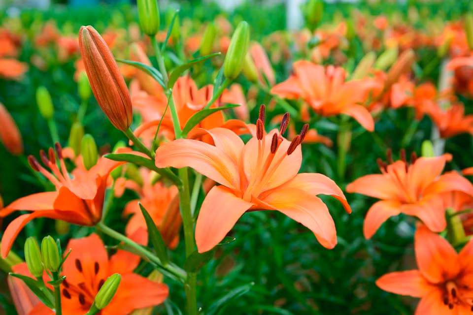 Tuổi Mão: công việc mang lại nguồn thu nhập ổn định. Tài vận: nên biết nắm bắt lấy cơ hội phát tài. Tình cảm: có cơ hội gặp được ý trung nhân. Sức khỏe: sức khỏe ổn định, tinh thần thư thái. Hướng vượng tài: hướng Tây Bắc, kỵ hướng Đông Nam. Màu sắc vượng vận: màu xanh lam, màu đen. Quý nhân: tuổi Mão. Ảnh: pxhere.com.