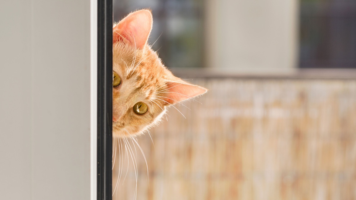 Nhưng một trong những kế hoạch kỳ quặc nhất là mèo đã được cải tiến phục vụ cho các hoạt động giám sát bí mật – đặc biệt là đối với các nhà ngoại giao Liên Xô sống tại Mỹ. Bởi vì việc công khai theo dõi các chức sắc nước ngoài bên trong đại sứ quán của họ là bất hợp pháp, cho nên CIA đã nghĩ ra một chiến lược bí mật khác thường. Ảnh: @Gaia.