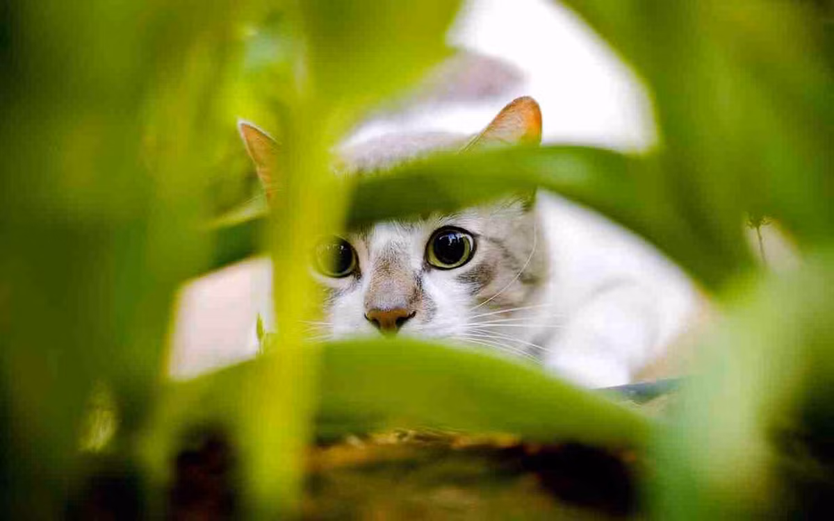 Thay vì ngoan ngoãn ngồi gần những người đàn ông, Acoustic Kitty đi lang thang vào một con phố gần đó và bị một chiếc ô tô đâm trúng. Cái chết sớm của con mèo đã chấm dứt chương trình, và mèo không bao giờ được cân nhắc sử dụng cho những dự án như vậy nữa. Ảnh: @Almo Nature Blog.