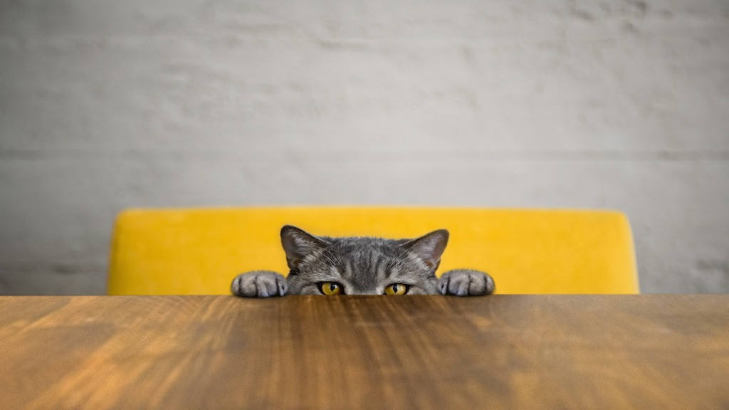 Sau khi cân nhắc một số phương án, CIA đã chọn phát triển dự án “Acoustic Kitty”. Để thực hiện kế hoạch của mình, họ đã phẫu thuật thay đổi một con mèo bằng cách cấy ghép các thiết bị nghe lén vào bên trong nó. Ảnh: @History.