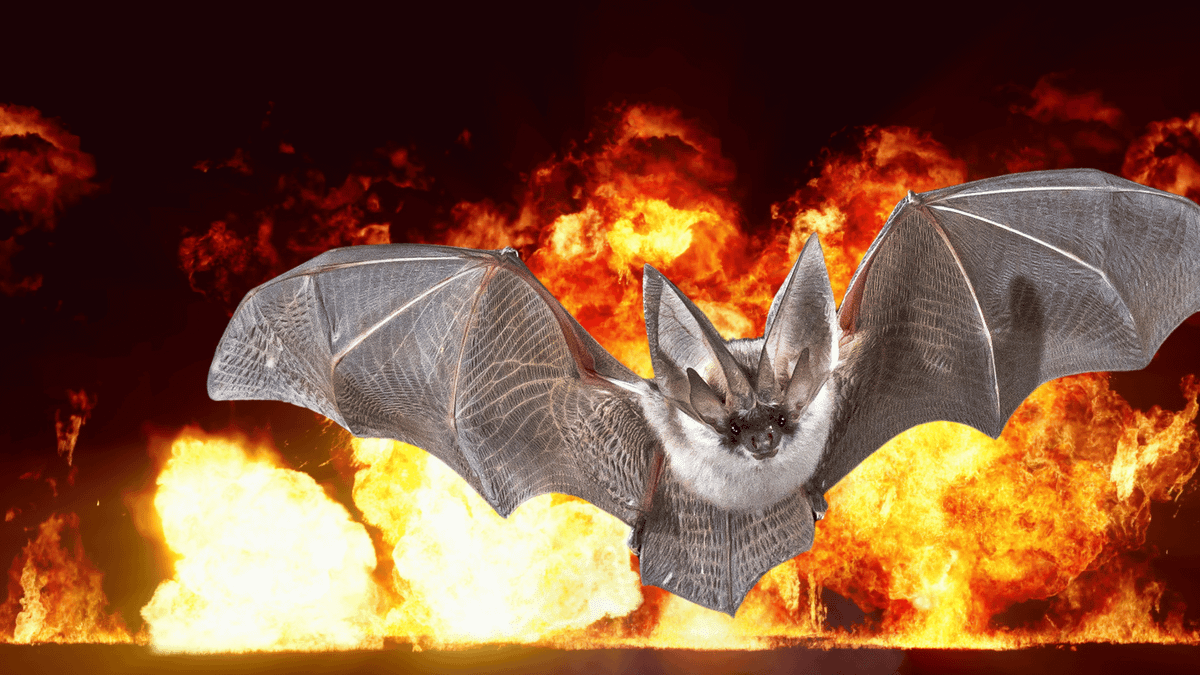 Kế hoạch là khi vỏ bom được thả từ máy bay ném bom (thường là vào lúc rạng sáng), một chiếc dù sẽ mở ra giữa chuyến bay rồi treo lơ lửng vỏ bom dơi đó. Những con dơi sẽ được thả ra. Sau đó, chúng sẽ phân tán, đậu trên mái hiên và gác xép tại khu vực mục tiêu trong phạm vi từ 32km đến 64km. Ảnh: @Vocal Media.