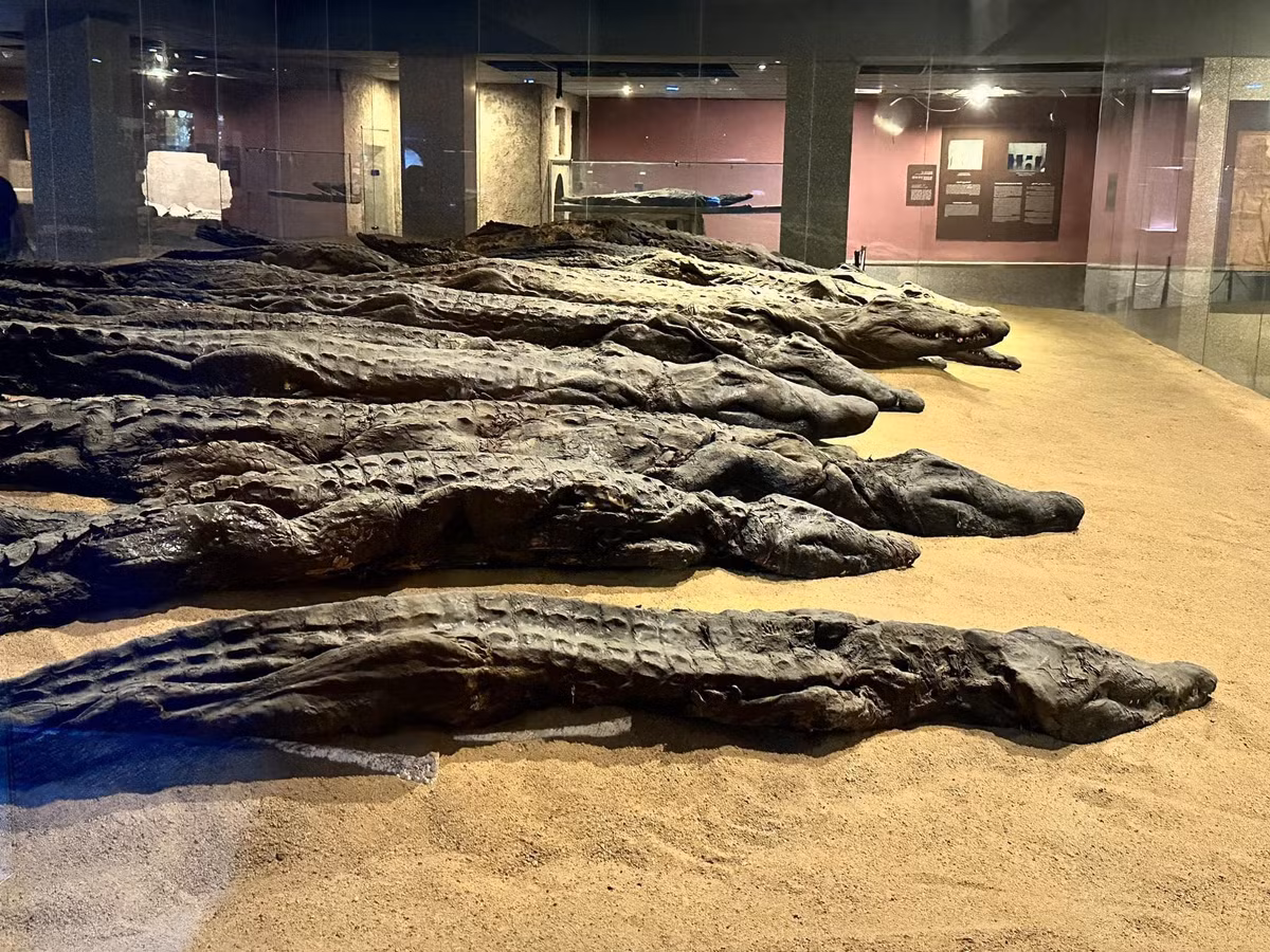 Chuyên gia McKnight tiếp tục giải thích rằng, các trung tâm hoạt động thiêng liêng dành riêng cho cá sấu đã được phát hiện trên khắp Ai Cập, bằng chứng là sự hiện diện của một số lượng lớn cá sấu khổng lồ được ướp xác, một số con còn dài tới 6 mét. Ảnh: @Reddit.