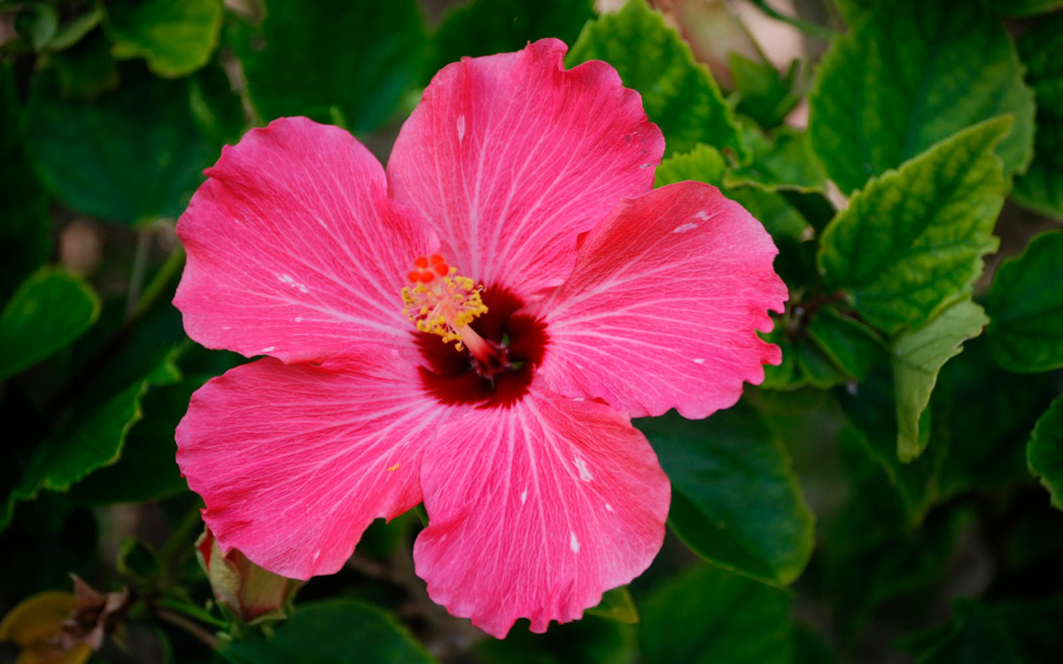 Chính vì thế, người sinh vào giờ Sửu cho dù thời trẻ phải trải qua nhiều sóng gió, vất vả nhưng nửa đời sau lại giàu sang, phú quý, phúc lộc dồi dào, hạnh phúc viên mãn, con đàn cháu đống. Ảnh: image.baidu.com.