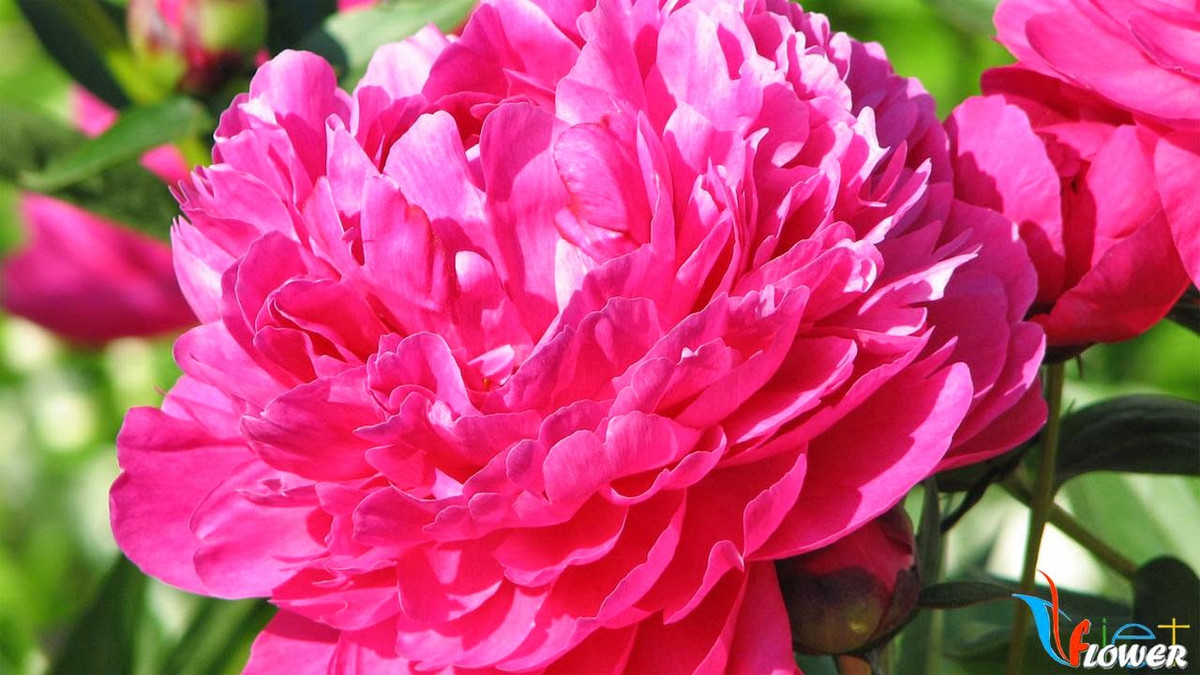 Tuổi Tuất: Công việc: phát sinh nhiều chuyện phiền phức. Tài vận: vận đào hoa rất sáng. Tình cảm: có cơ hội gặp được người trong mộng. Ảnh: image.baidu.com.