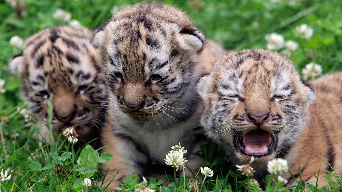  Tuổi Dần: Một hành trình mới đã bắt đầu, con giáp này cần cố gắng giữ vững tâm lý để không bị xáo trộn bởi thế giới bên ngoài. Thu nhập ổn định, chủ yếu kiếm được thông qua các dự án trọng điểm. Có thể thoải mái hẹn hò để tìm nửa kia. 