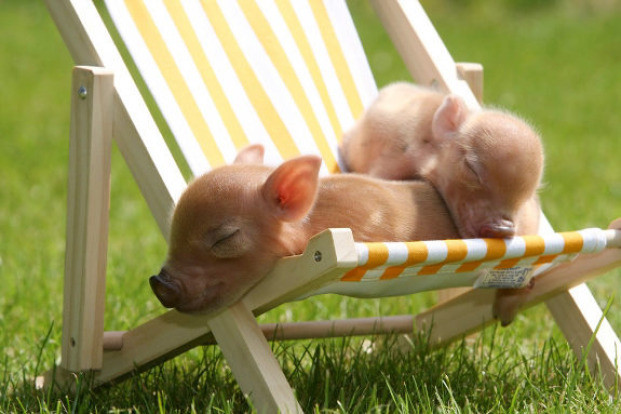  Tuổi Hợi: Dự đoán ngày mới cho 12 con giáp nhận định, bạn sẽ có 24 giờ khá bình dị, chỉ có tình yêu là điểm sáng. Nhiều trục trặc, rắc rối xảy ra ở chỗ làm, sức khỏe vừa tầm. Tử vi 12 con giáp nhắc nhỏ, tài chính không mấy dư giả nên cần phải thắt chặt chi tiêu và giữ vững cán cân thu chi. * Thông tin trong bài chỉ mang tính chất tham khảo, chiêm nghiệm