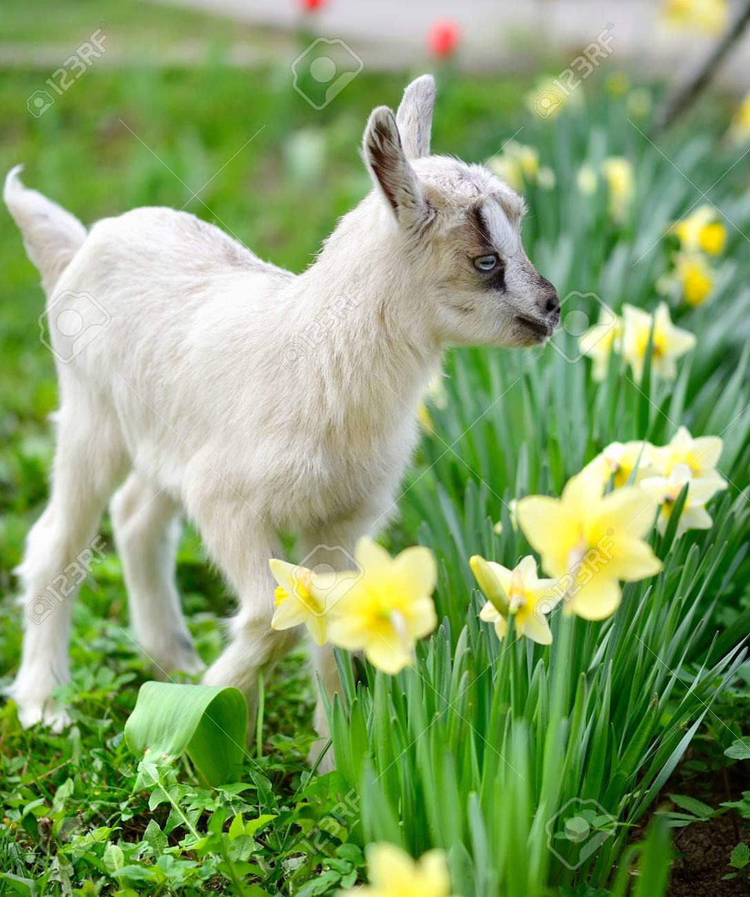  Tuổi Mùi: Bạn nằm lười trên giường cả ngày, không chịu vận động, chủ yếu liên lạc với nửa kia qua điện thoại. May mắn là con giáp này sẽ không có nhiều công việc phức tạp nhưng cũng chính vì thế thu nhập giảm sút. Cơ thể yếu ớt, mệt mỏi khiến bạn càng có thêm lý do để ít vận động. 