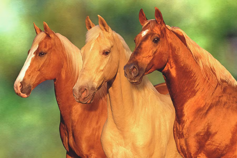  Tuổi Ngọ: Dự đoán ngày mới cho 12 con giáp chúc mừng vì sẽ luôn có những điều bất ngờ không thể ngờ tới đang chờ đón bạn. Có thể là một lời tỏ tình lãng mạn hoặc mối quan hệ mới triển vọng. Tử vi 12 con giáp cho rằng, hãy mạnh dạn đầu tư, chú ý sức khỏe để làm việc bền bỉ, lâu dài. 