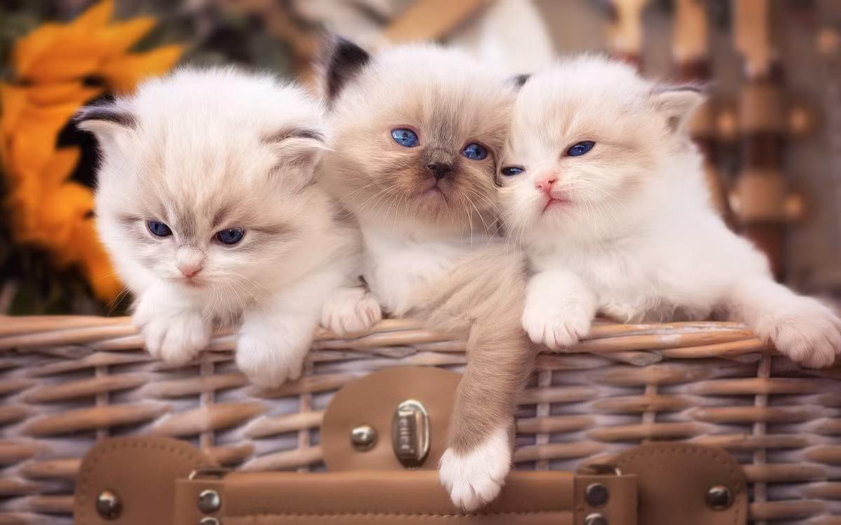 Những điều trên không có lợi cho sự phát triển về công việc và thu nhập của người tuổi Mão. Con giáp này nên có dự phòng tài chính cho những tình huống phát sinh trong cuộc sống. 