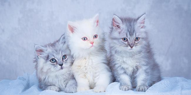 Năm 2022, người tuổi mão sẽ đối mặt với rất nhiều khó khăn bởi hạn tiêu nhân rất nặng. Con giáp này nên thận trọng trong lời ăn tiếng nói, đừng vì nóng vội mà phát ngôn bừa bãi để tiểu nhân thừa cơ đặt điều khiến người tuổi Mão bị cuốn vào những thị phi trong công việc. 