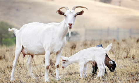 Tuổi Mùi: 29 tuổi, 32 tuổi, 40 tuổi là thời điểm phát tài phát lộc của người tuổi Mùi. Trong những khoảng thời gian này, con giáp này nắm bắt được vô số cơ hội cầu tài , kiếm tiền nên nhanh chóng trở thành “phú ông lắm tiền, nhiều của”. 