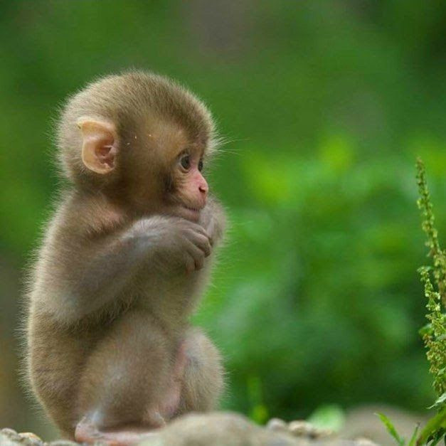  Tuổi Thân: Vượng vận đào hoa khiến tuổi Thân hơi là đa vào tửu sắc mà ngó lơ công chuyện. Họ cần chú ý đảm bảo tác phong làm việc, hạn chế tiêu xài hoang phí, tránh xa những cám dỗ đáng sợ. 