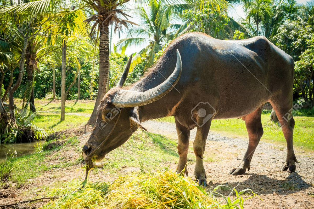  Tuổi Sửu: Chớ dại mà đầu tư vội vàng, mua bán theo cảm hứng trong hôm nay. Bạn sẽ có một ngày dài đầy chán nản và thiếu động lực. Càng để tâm trạng mệt nhoài, bạn càng khó xốc lại tinh thần và tìm ra hướng đi đúng đắn. 