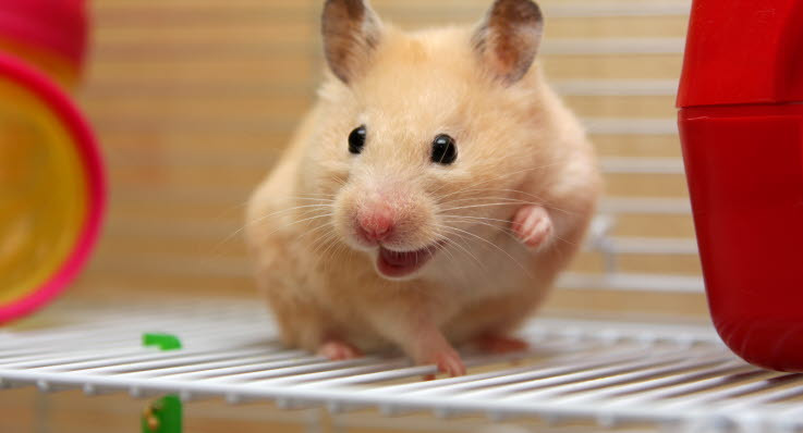  Tuổi Tý: Dự đoán ngày mới 29/4/2020 cho tử vi 12 con giáp nhận định lợi thế duy nhất của bạn trong 24 giờ tới là sức khỏe ổn định. Công việc không như ý vì bạn không lọt vào mắt xanh của lãnh đạo nhưng đừng giận cá chém thớt. Muốn tâm sự, nên thẳng thắn chia sẻ, đừng chờ đợi nửa kia mở lời. 