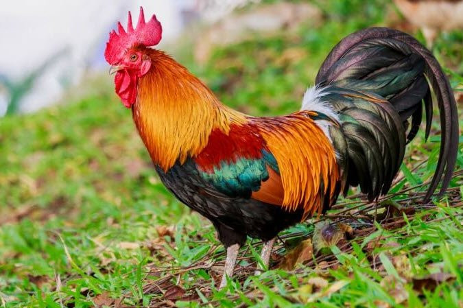  Tuổi Dậu: Công việc hứa hẹn sẽ tồn tại nhiều rắc rối, thị phi, điều quan trọng nhất là thể hiện và giao tiếp rõ ràng. Dự đoán ngày mới 12 con giáp tin tưởng rằng, việc tăng cường tài sản sẽ trở nên đơn giản khi bạn thanh lọc và lựa chọn được những nguồn tin phù hợp, đáng tin cậy. Tuy vậy đừng để đồng tiền làm mờ lý trí.