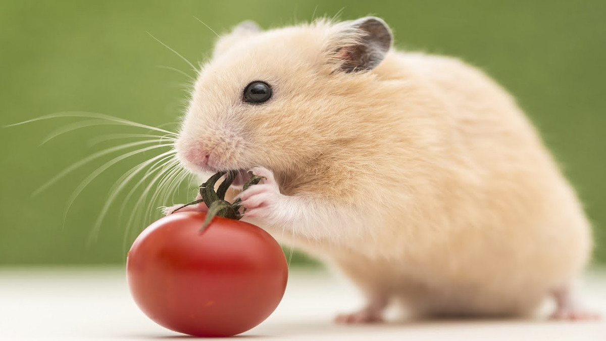  Tuổi Tý: Dự đoán ngày mới 8/4/2020 cho 12 con giáp phát hiện, sự tỉnh táo đôi khi bỏ quên bạn ở một chốn nào đó khiến cho con giáp này khá ngớ ngẩn, không chú ý tài chính. Bạn cần chú ý quản lý tiền bạc tốt mới mau chóng vượt qua giai đoạn khó khăn này. 