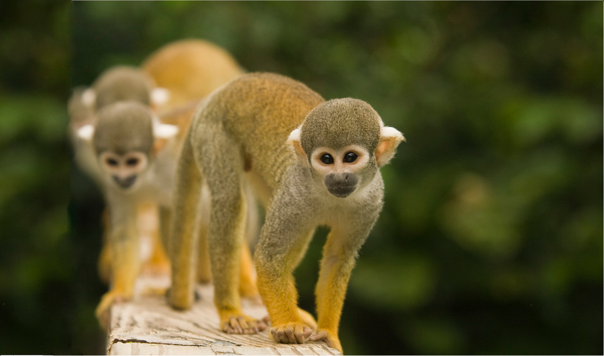  Tuổi Thân: Con giáp này không nên quá lạc quan, trước các sự cố, tình huống bất ngờ. Hạn chế đưa ra quyết định quan trọng vào buổi sáng và hãy làm việc chăm chỉ suốt cả ngày. Tiền lương mới nhận nên chú ý phân bổ đều đặn, đưa vào những dự án phù hợp để mau kiếm lời. 