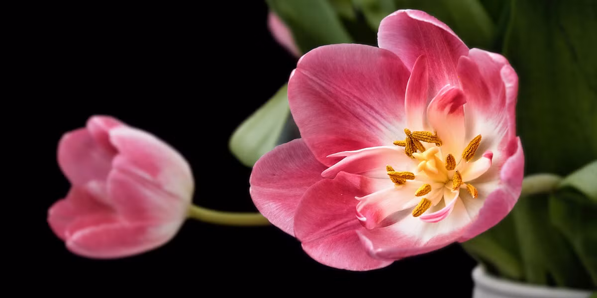 Tuổi Hợi: Công việc: có cơ hội thăng tiến trong công việc. Tài vận: công việc thăng tiến tốt nên thu nhập cũng tăng cao. Tình cảm: nên có buổi hẹn hò lãng mạn dành cho nửa kia. Ảnh: wallpaperbrowse.com. (Bài viết chỉ mang tính tham khảo, cung cấp nội dung trắc nghiệm vui cho bạn đọc).